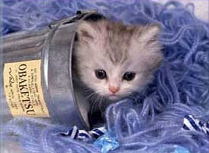 Kitten in a can (or tin).