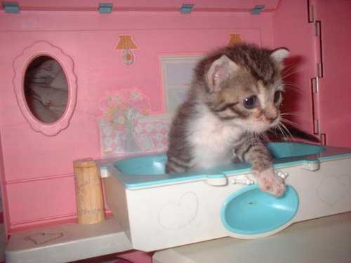 Kitten taking a bath