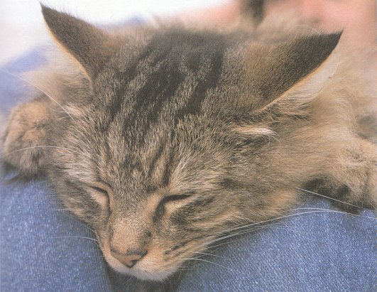 Cat nap in a warm lap
