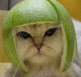 Funny photo of cat wearing a mellon helmet