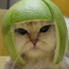 Funny photo of cat in a mellon helmet