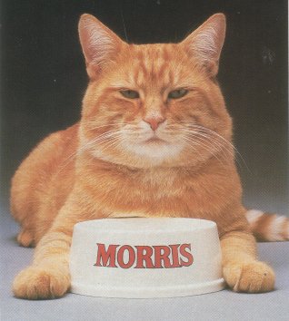 Photo of Morris the Cat