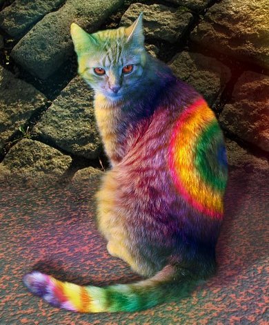 Rainbow colors on Opie the cat