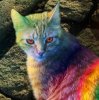 Rainbow Colored Cat