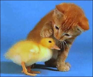 Kitten petting a baby duck