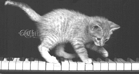 Photo of cute kitten on piano keys.