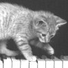 Cute Kitten on piano keyboard