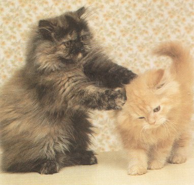 Two playful kitties