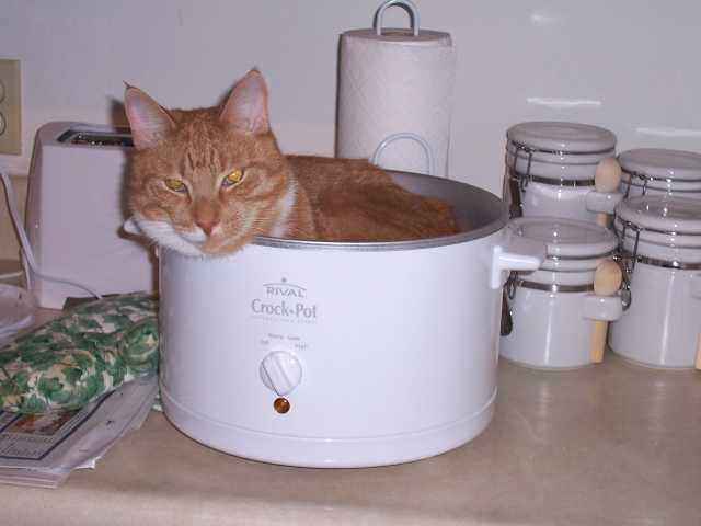 Cat in pot