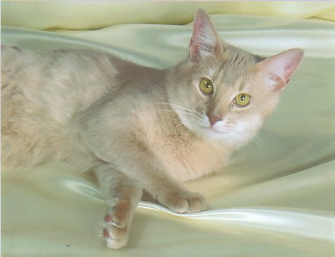 Photo of cat on silk sheet.