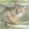 Photo of cat on a silk sheet