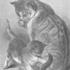 1800's drawing of kitten playing