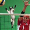 Cat playing volleyball