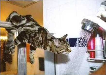 Bengal cat drinking from the shower!