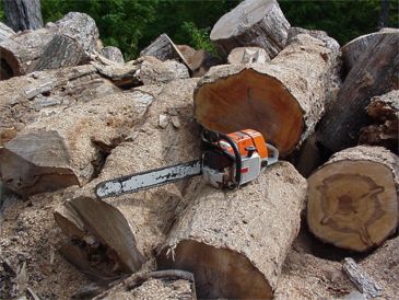 Chainsaw used correctly to cut tree into logs