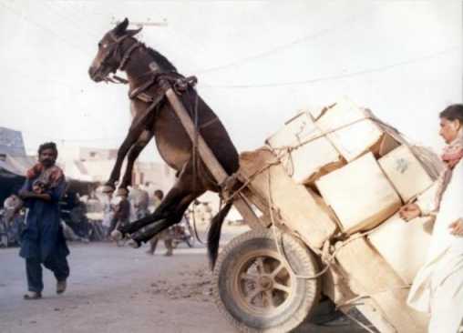Overloaded Donkey Cart