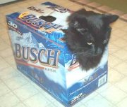 Cat in a beer box